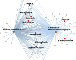 Fig_6_Mmassilii_Network