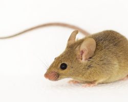 Suzuki_1200_675_300dpi_ver2